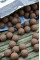 Бойли Dynamite Baits Peppered Squid Boilies 15mm 1,8 kg - DY1684